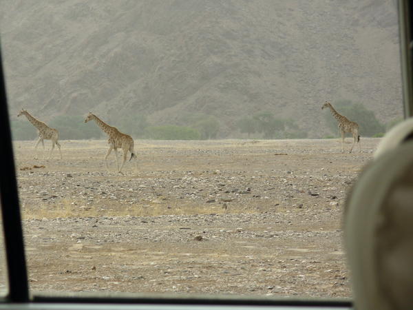 giraffe walking towards the Mudurib waterhole