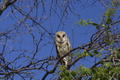 mid-morning barn owl