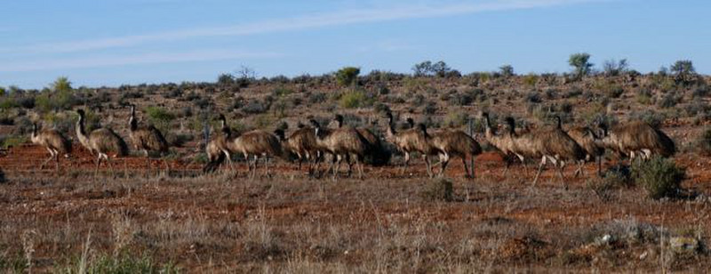 a chaos of emus