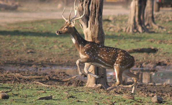 Chital (spotted deer) running