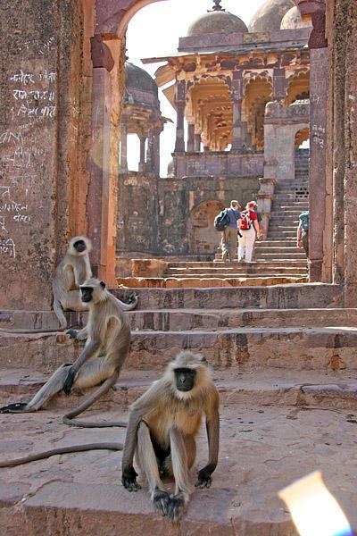 Langur Monkeys in Ranthambore Fort