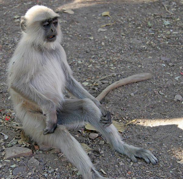 Langur Monkey munching