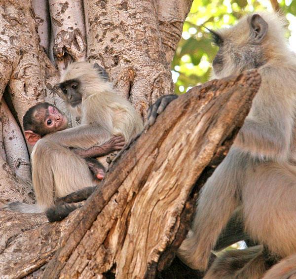 Concern grows over the health of the baby langur monkey