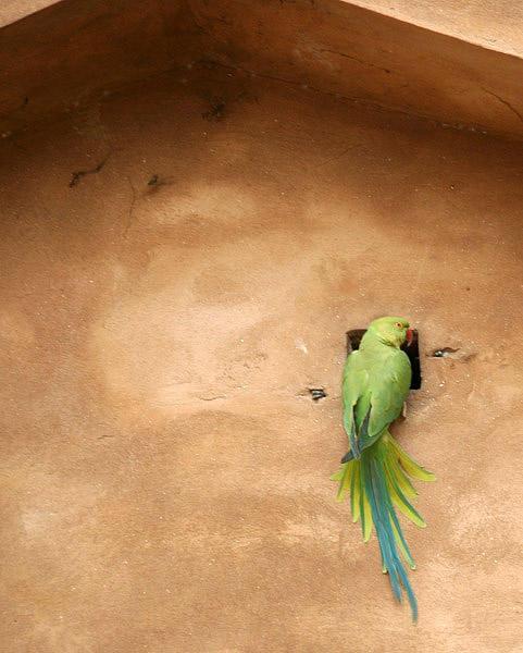 Rose-Ringed Parakeet at Agra Fort