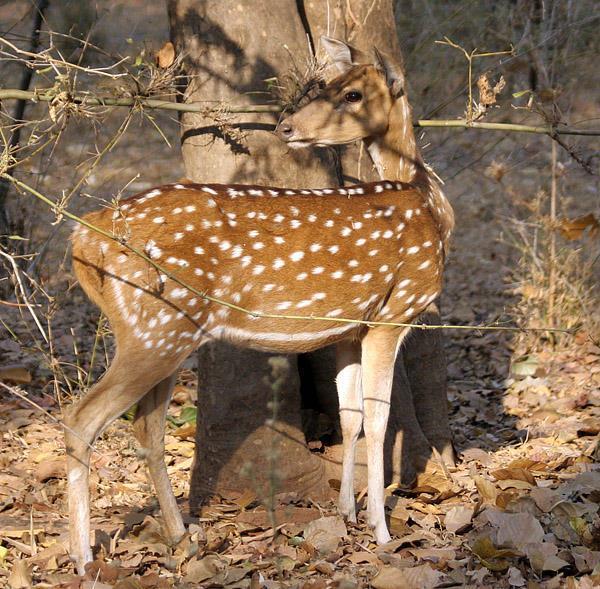 Chital (spotted deer)