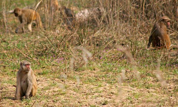 Rhesus Macaques