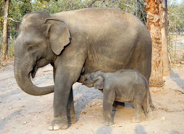 Trained Elephant Nursing her Baby