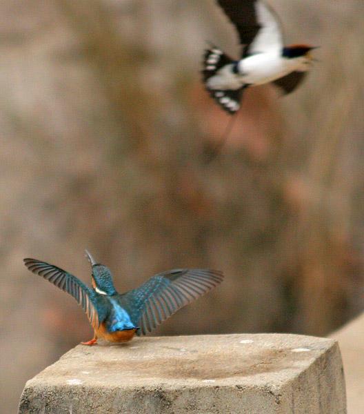 Common Kingfisher defending its territory from a Wire-Tailed Swallow