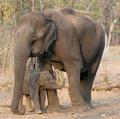 Baby Elephant with Grandma