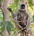 Langur Monkey with Baby