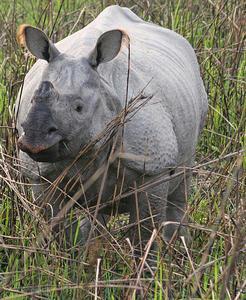 Indian One-horned Rhinoceros 