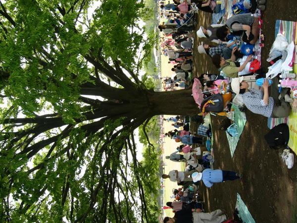 show kinen park 11 (under the mana tree)