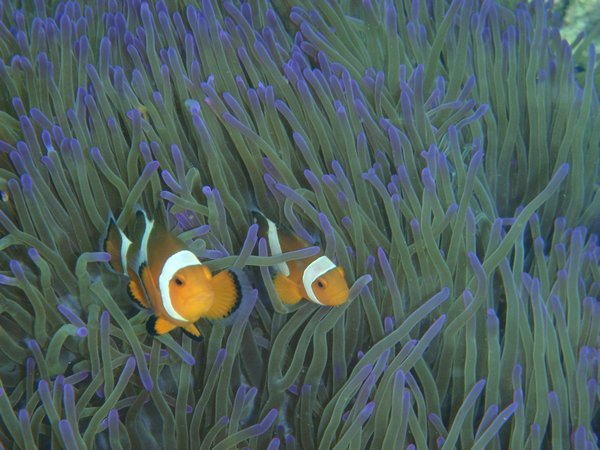 Nemo war auch von der Partie