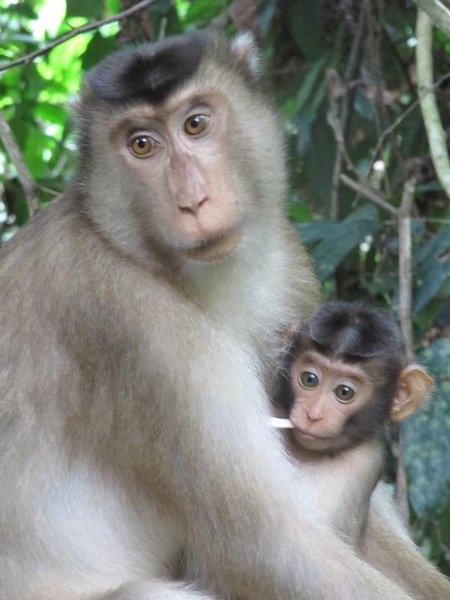 Neben Orang Utans gab es auch ne Menge anderer Arten zu sehen