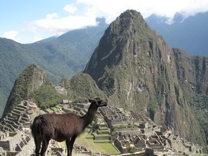Lama Picchu