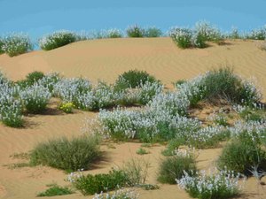 Beautiful Simpson Desert