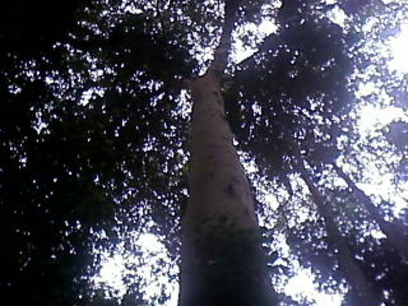 arbre 2