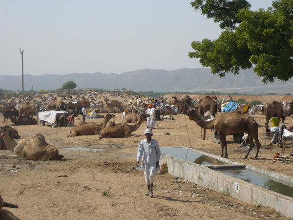 Pushkar's Annual Camel and Horse Fair