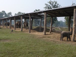 Elephant Scantuary