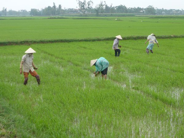 Rice Picking