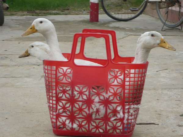 Ducks on their way to market