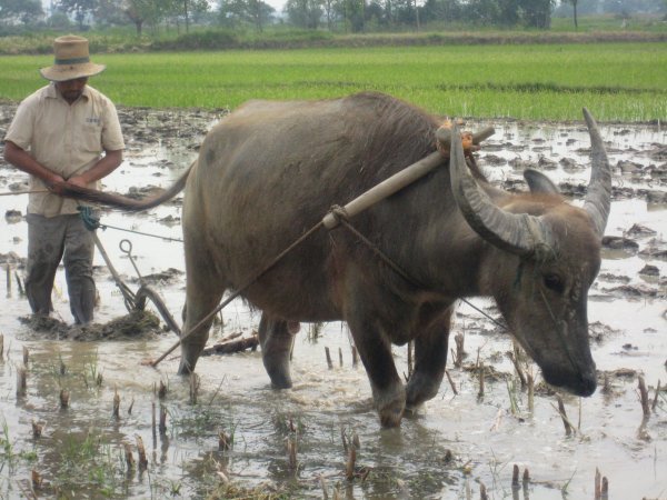 water buffalo in the rice field