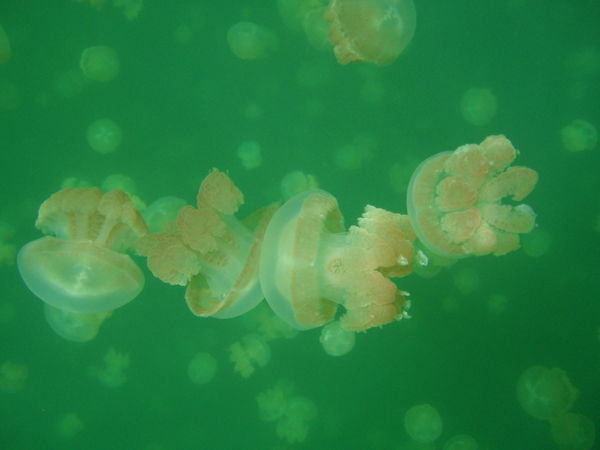 Jellyfish DNA