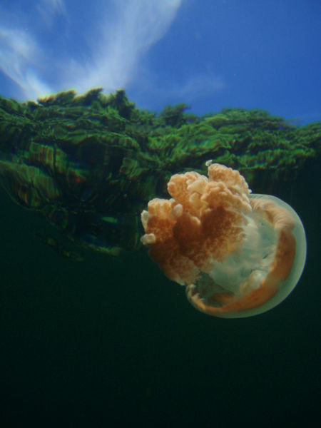 The jellyfish, sky and trees as seen through the clear lake water