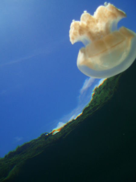 Flying Jelly fish