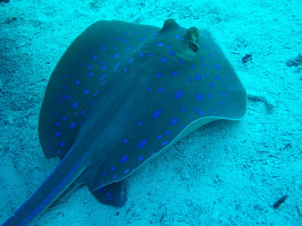 spotted stingray