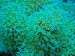 beautiful soft corals