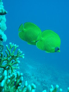 A pair of butterfly fish