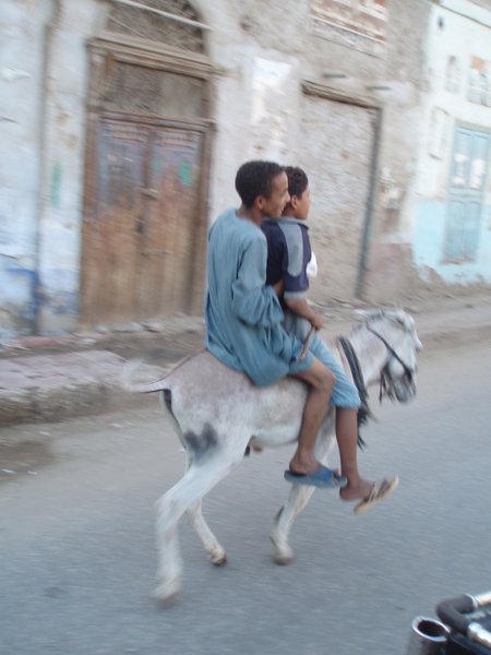 Boys Galloping on Donkey