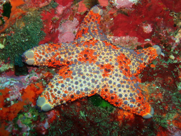 Jewelled Starfish