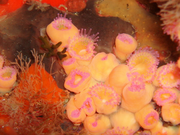 pink and yellow anemone