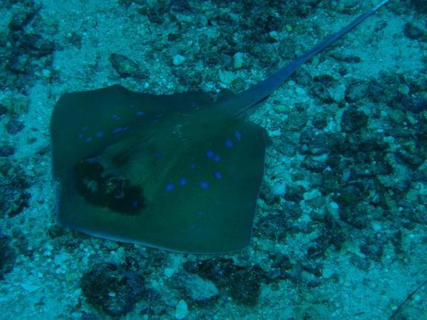 Spotted Sting Ray