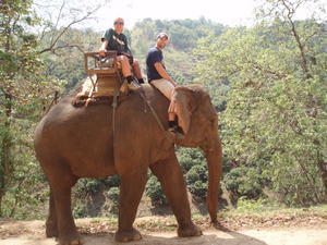 Elephant riding 