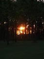 Sunset Through the Trees 