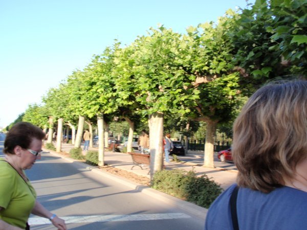 A tree-lined lane in Castellon