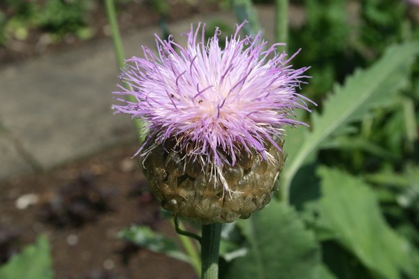 Scotch Thistle