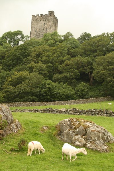 Sheep guarding castle