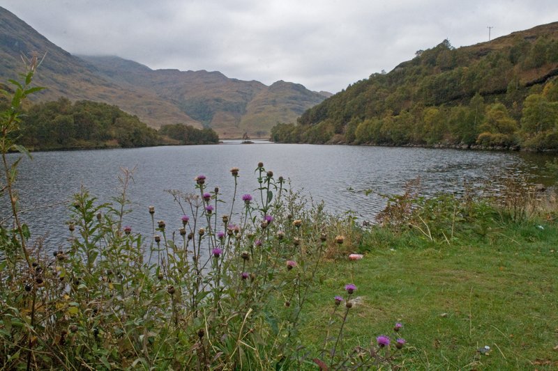 Thistles on the bank of the loch