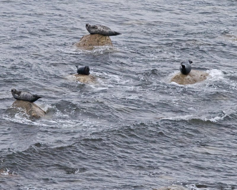a seal party