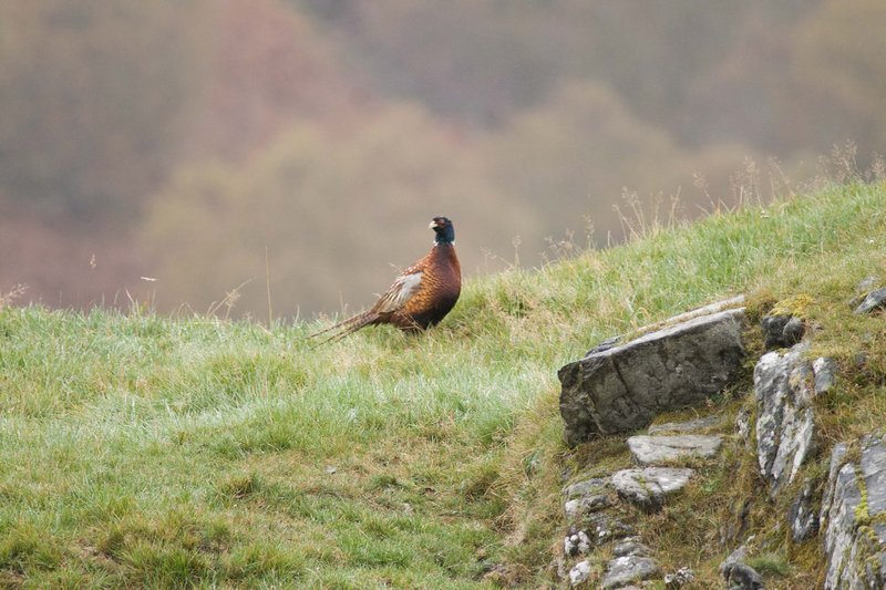 Pheasant on the rocks