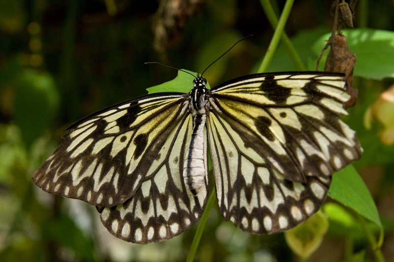 Kite butterfly