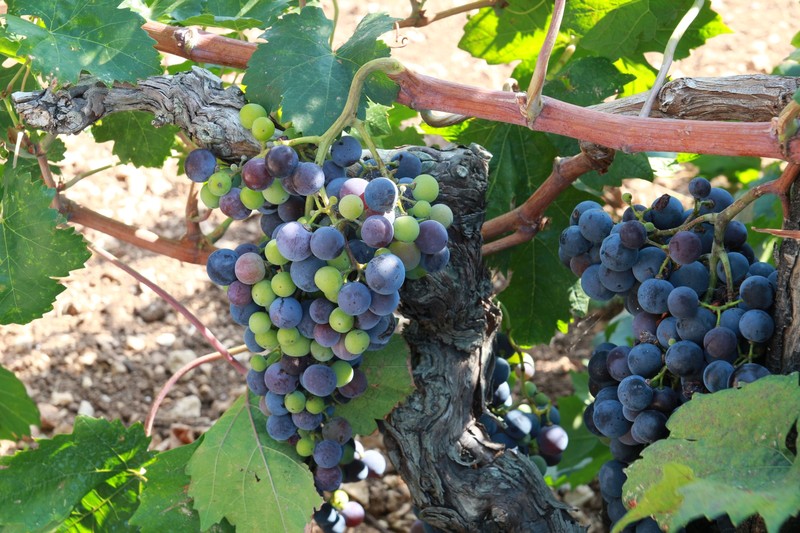 the grapes that make our wine for lunch