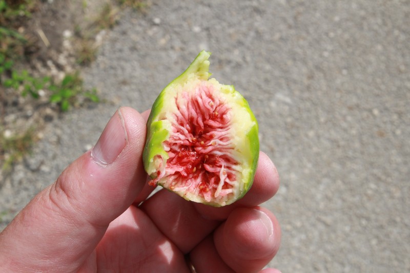Fig fresh from the tree