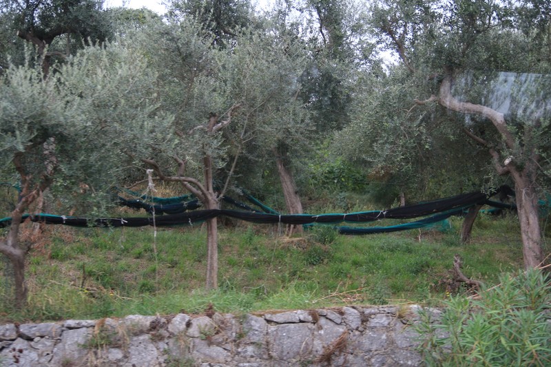 Olive tree with harvesting nets