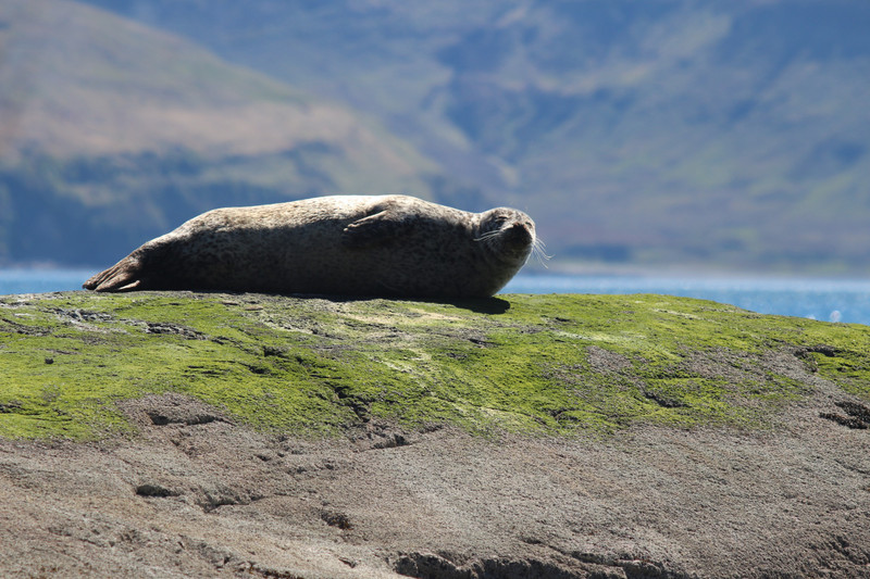 Sunbathing Seal