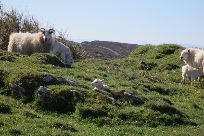 Lambs everywhere!